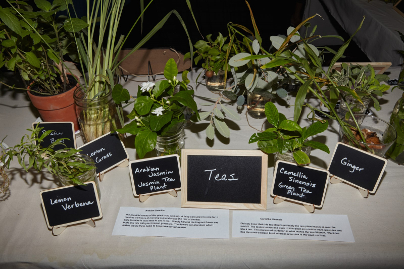 Gourds Galore! At California’s National Heirloom Expo, Autumn Vegetables Step Into The Spotlight