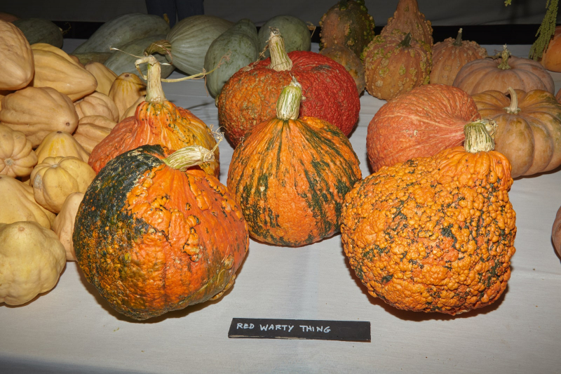 Gourds Galore! At California’s National Heirloom Expo, Autumn Vegetables Step Into The Spotlight