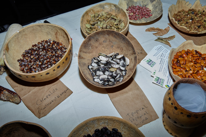 Gourds Galore! At California’s National Heirloom Expo, Autumn Vegetables Step Into The Spotlight